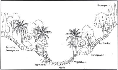 Organized Homegardens Contribute to Micronutrient Intakes and Dietary Diversity of Rural Households in Sri Lanka